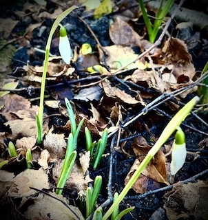 Snowdrops surrounded by dead leaves.