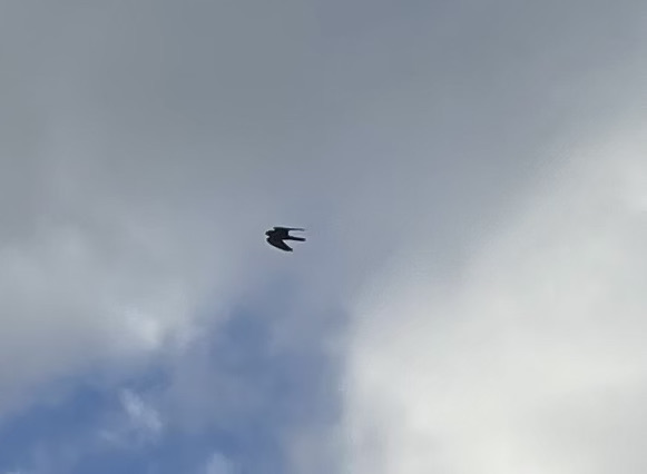 A faraway sparrowhawk in the sky