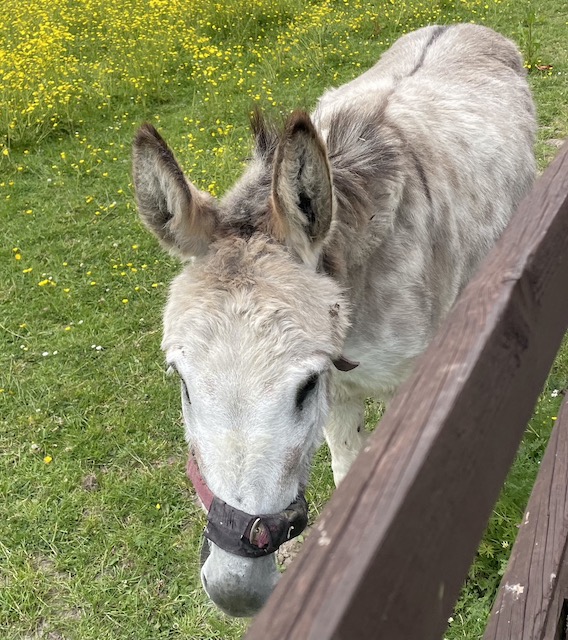A donkey in a field