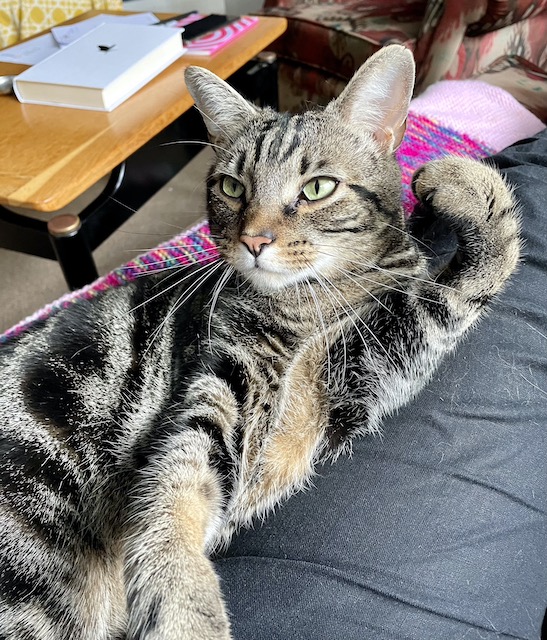 Cat on my lap looking at me.
