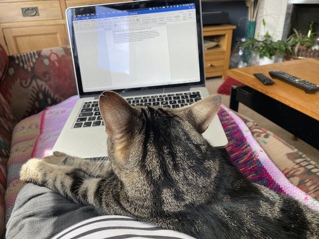 Cat, sitting on me, between me and my laptop