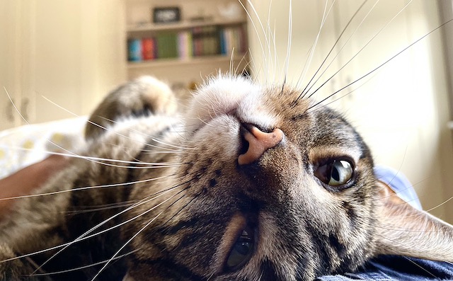 Cat lying on my lap with its head back