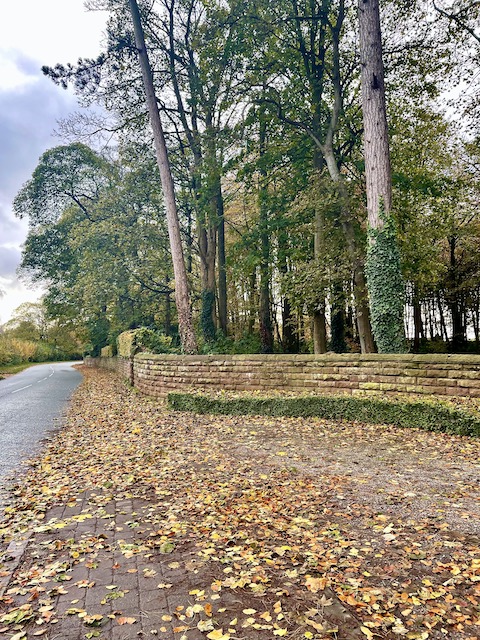 A path with autumn leaves covering the pavement and several trees looming behind the wall running along the edge.