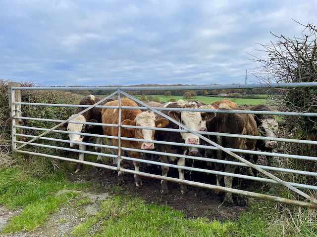Cows in the field, waiting by the gate