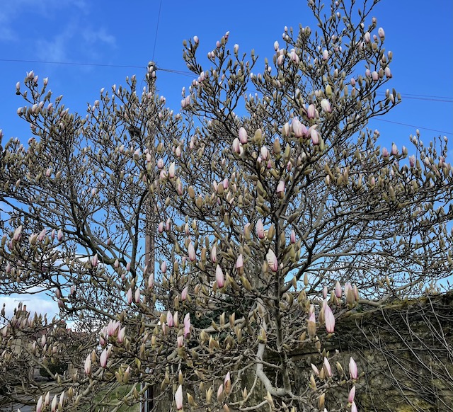 Magnolia with early buds