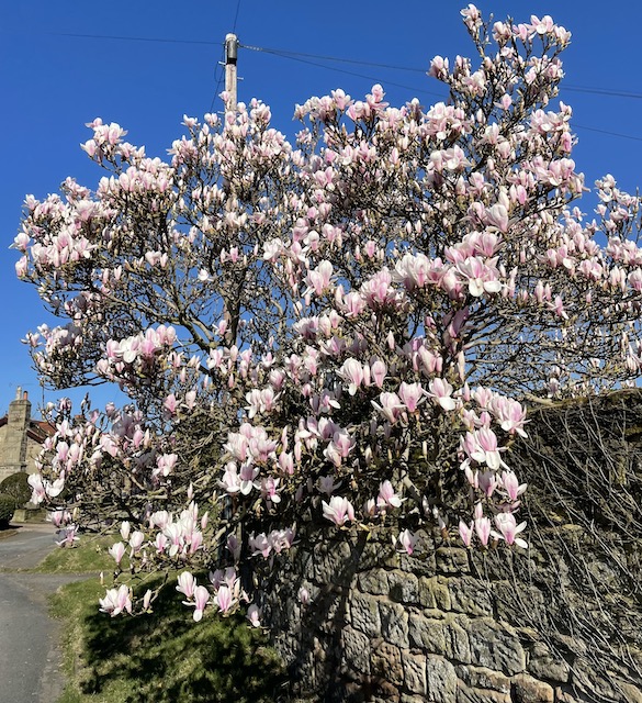 Magnolia tree with flowers nearly fully open