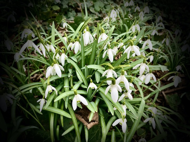 A bunch of snowdrops on the side of my running path.
