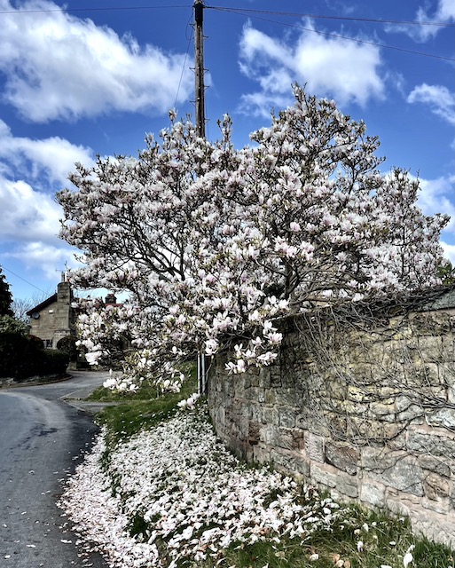 Magnolia tree with half the petals on the ground