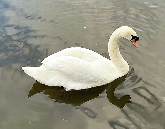 One swan on the river