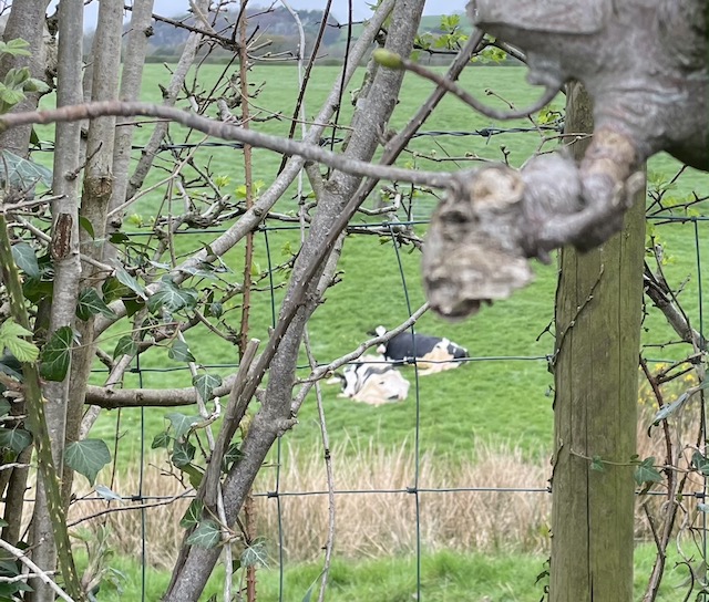 Cows sitting a field