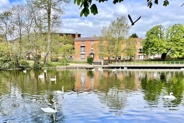 Many swans on the river
