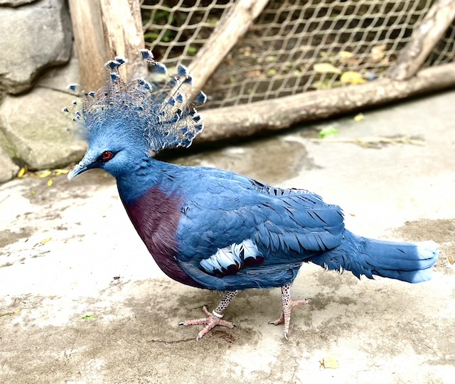 A blue bird that I have forgotten the name of.