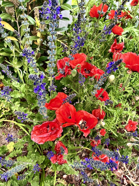 Some lovely wild flowers.