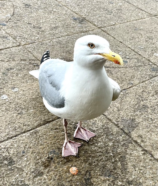A seagull on the platform
