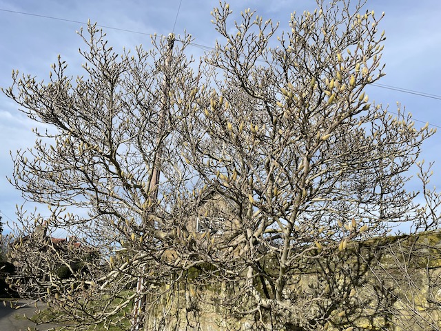 Magnolia buds on the tree getting bigger