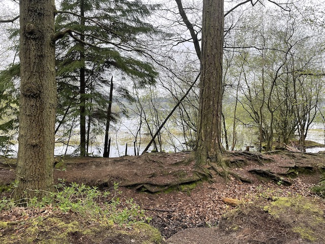 view of the lake through the trees