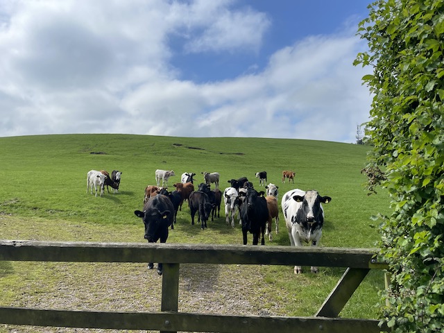 Cows in a field checking coming to the gate to look at us.
