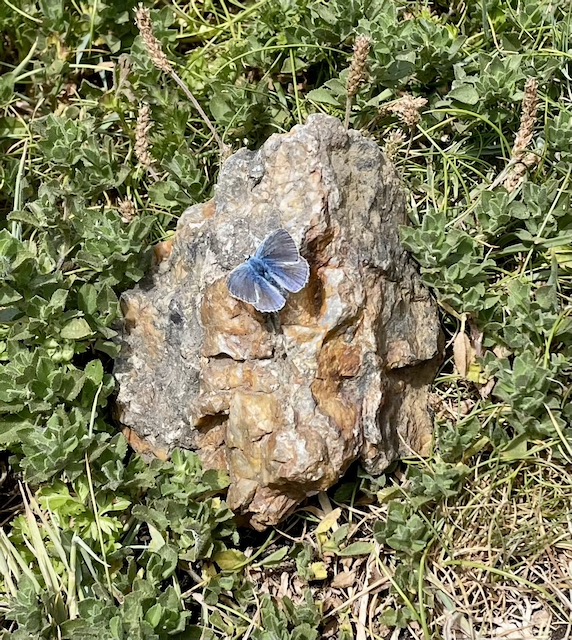 A common blue butterfly on a rock