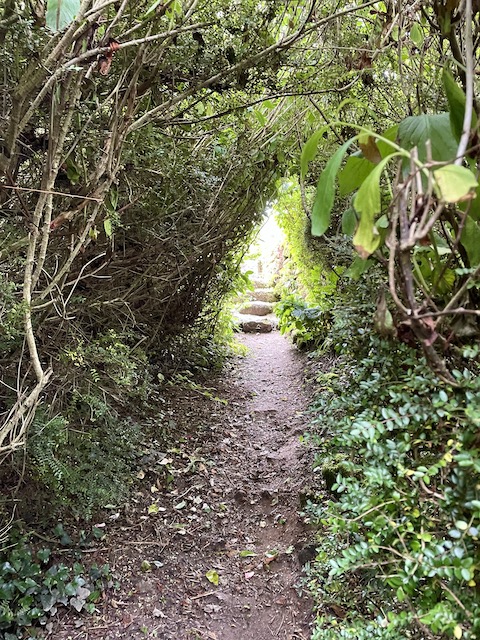 A green tunnel walkway which forms part of the path to the site