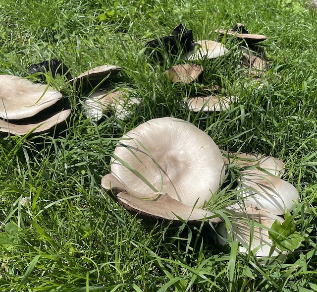 Some random large fungi in the grass
