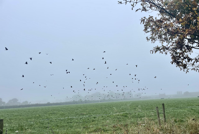 Hundreds of black crows dot the misty skies in a field