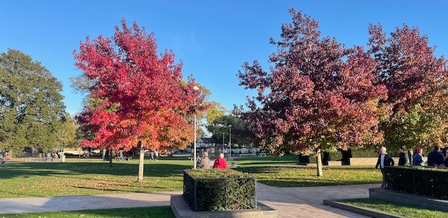 Autumn leaf trees with a blue sky background