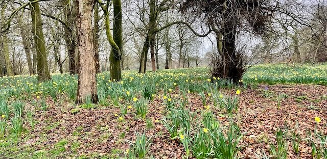 Daffodils in Sefton Park