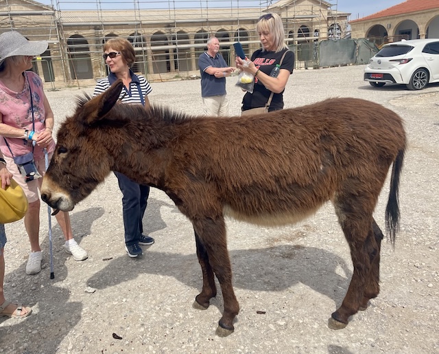 A donkey being fed carob pods