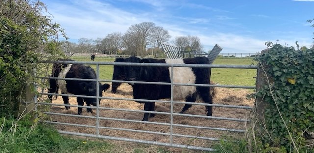 Cows heating hay in a field