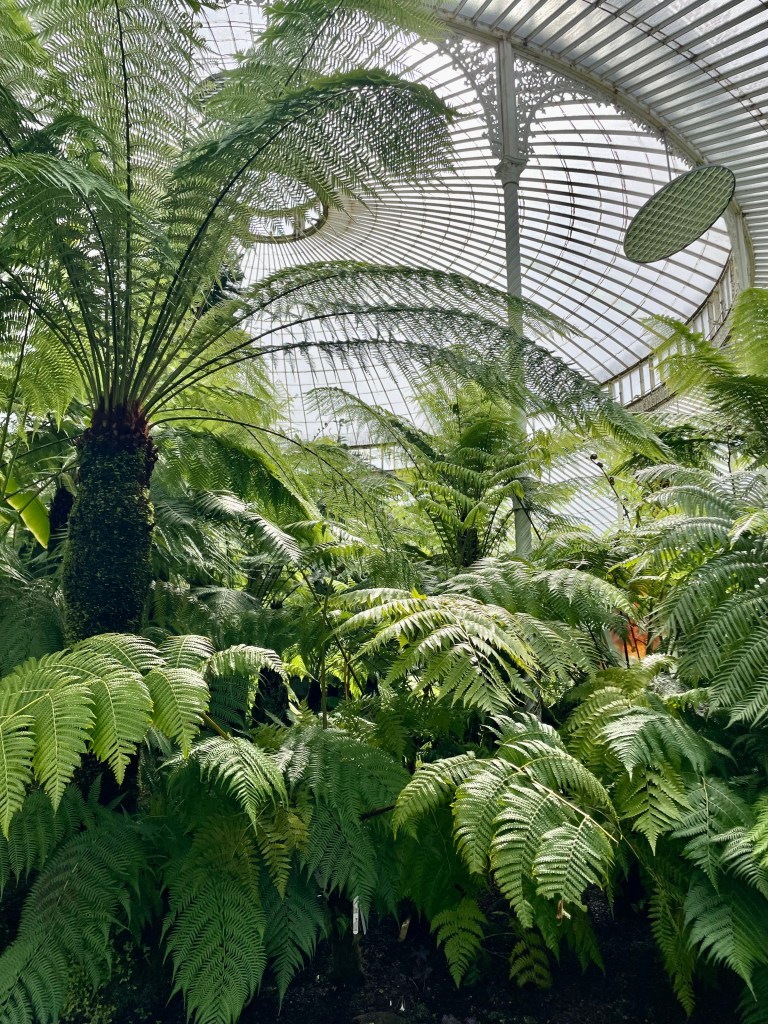 Inside Kibble Palace - palms, ferns and other large tropical plants.