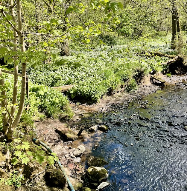 Wild garlic next to a stream and lots of trees overhanging.