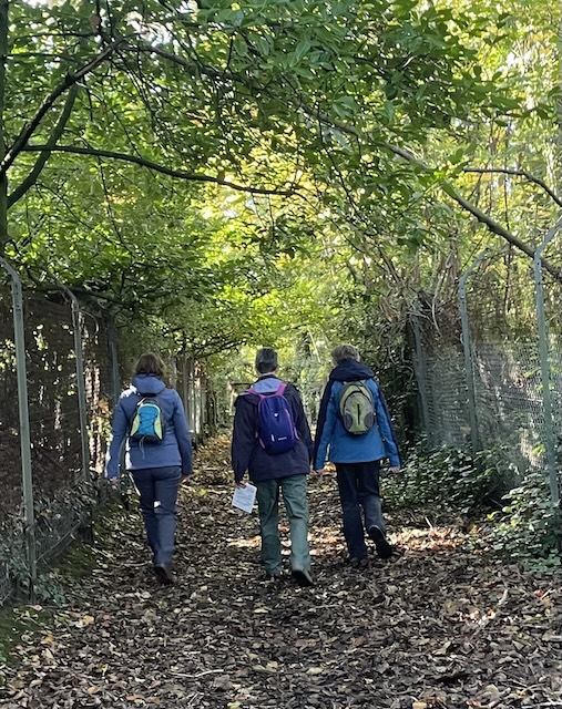 Three walkers on a path which has a long arch of trees over it.