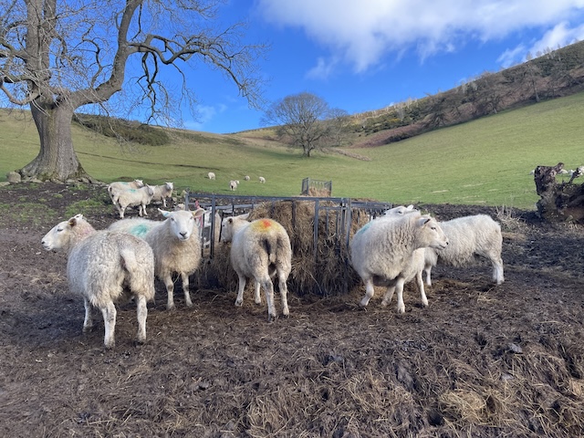 Sheep in foreground at a feeding station with grassy hills and a few trees in background and blue skies with wispy clouds at the top.