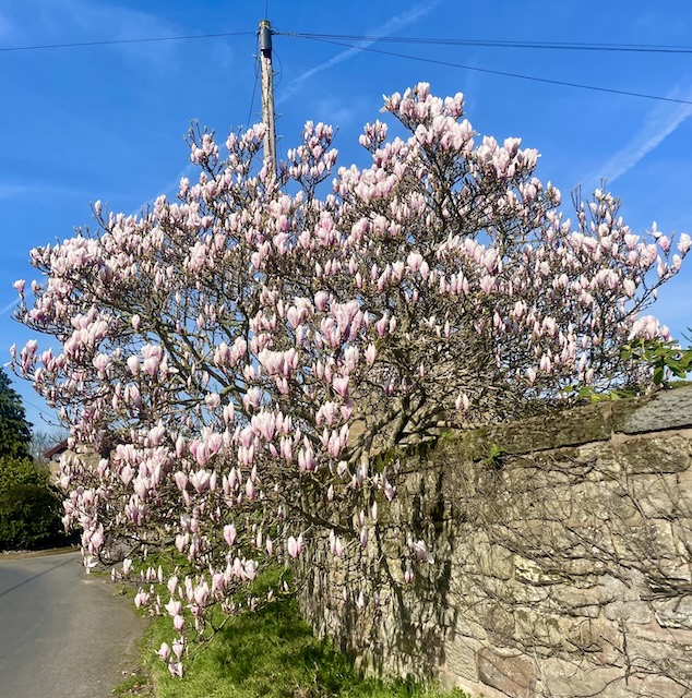 Big magnolia tree under blue sky