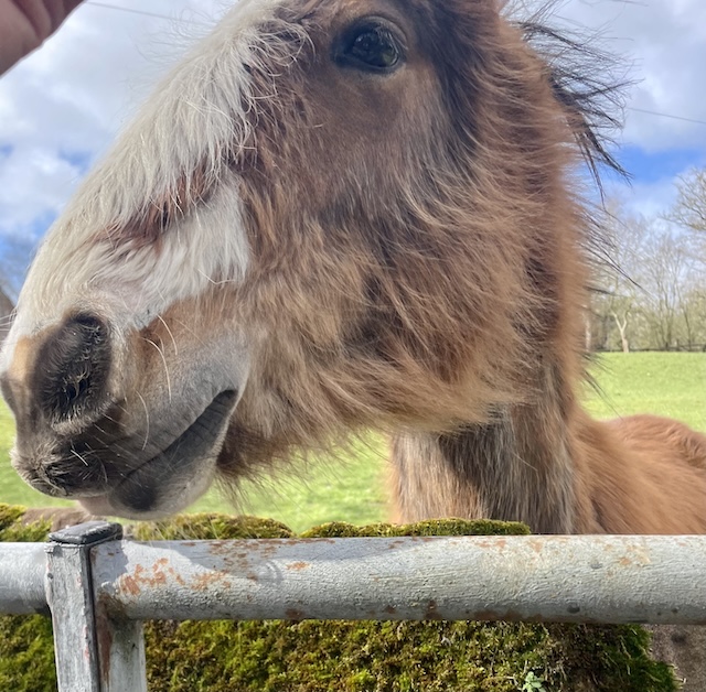 A smiling horse up close