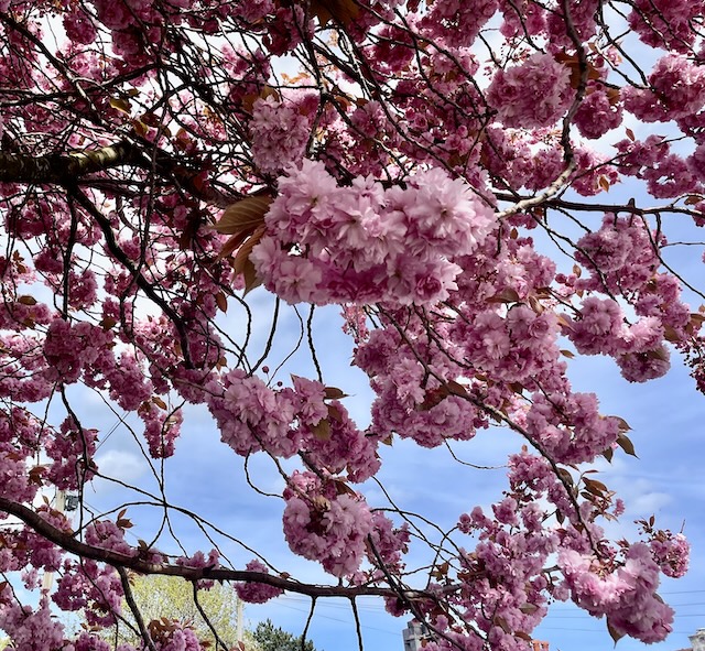 Pink Blossom in a tree with grey blue sky behind