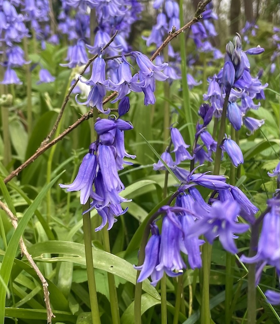 Blue bells in the grass