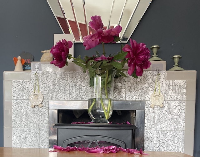 Fully opened deep pink peonies with many petals fallen