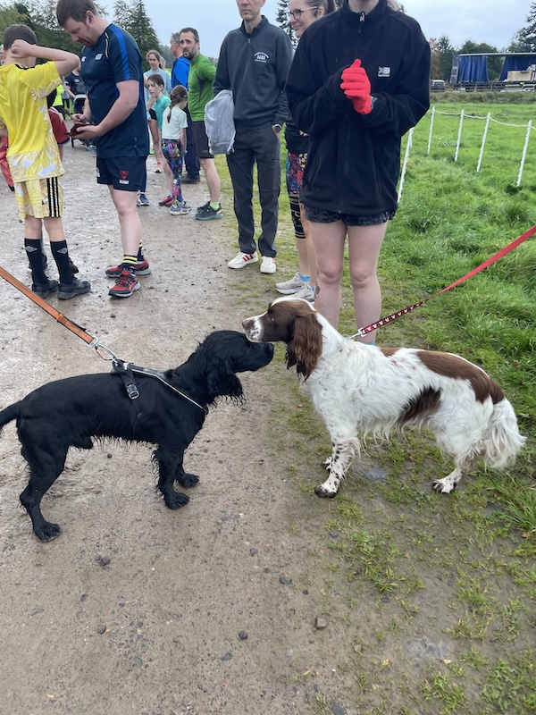 Two dogs saying hello to each other with runners in the background.