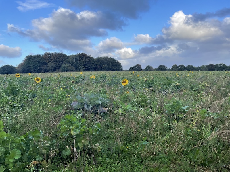 A field of sunflowers